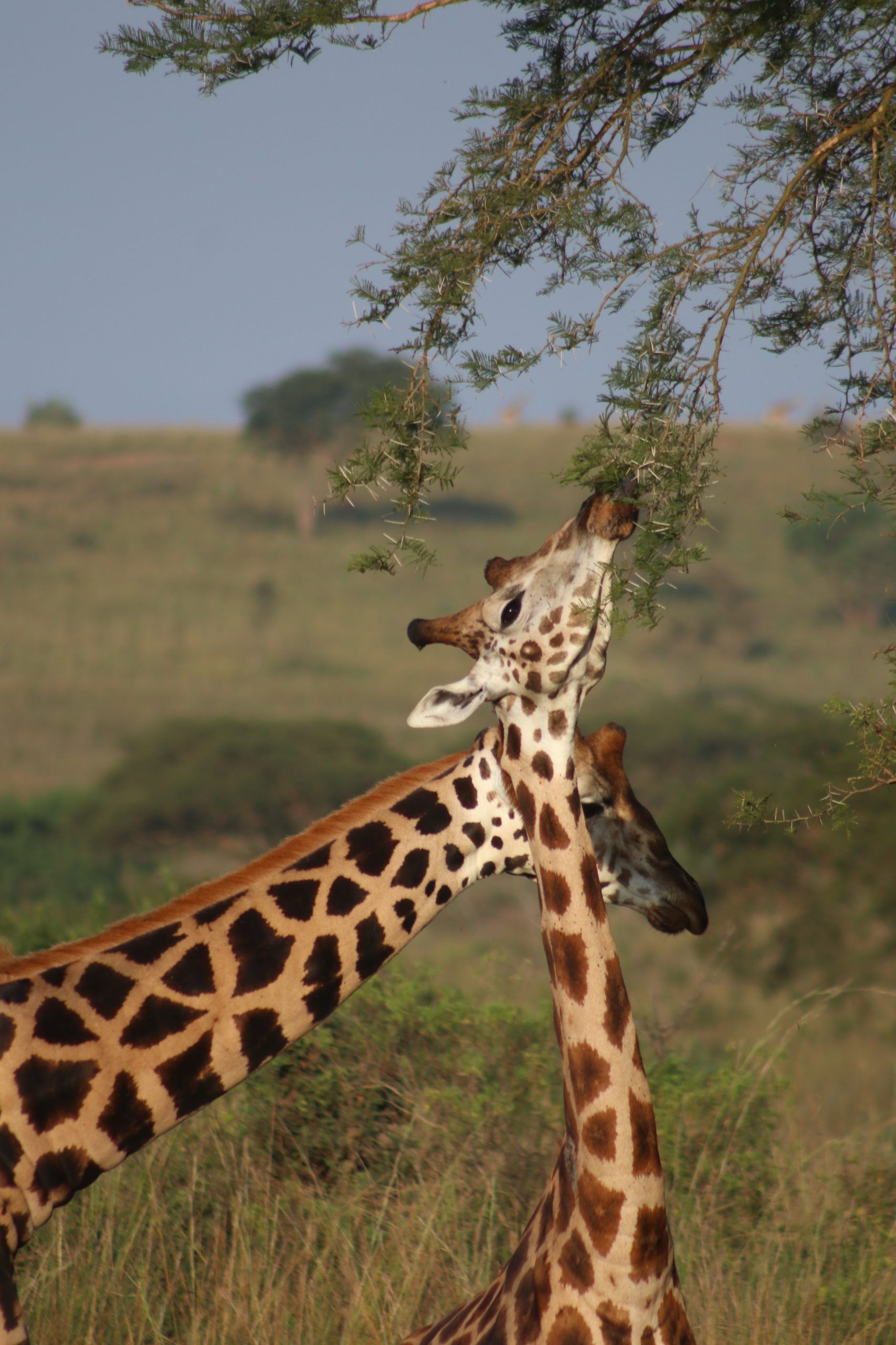 Giraffes feeding in the wild